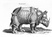 Rhinoceros von Albrecht Dürer