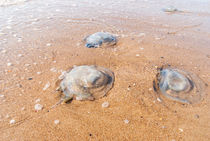 Large  jellyfish lies on the shore of a beach. von Serhii Zhukovskyi