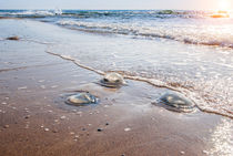 Large  jellyfish lies on the shore of a beach. von Serhii Zhukovskyi