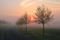 Bäume im Sonnenaufgang von Bernhard Kaiser