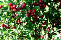 Berries in the Forest von Philipp Tillmann