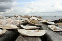 Whitstable's seaside  von Philipp Tillmann