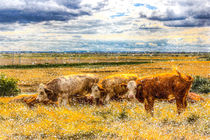 Resting Cows Winter Art von David Pyatt