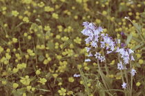 summergrass - one by chrisphoto