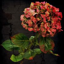 Hydrangea von leddermann