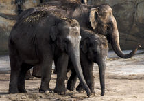 Elefanten Familie by Klaus Tetzner
