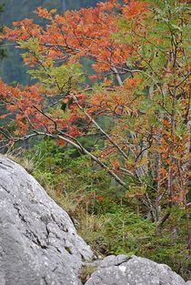 Herbstpoesie... von loewenherz-artwork