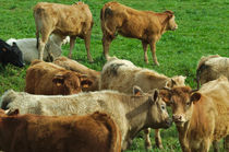 Cows on green field von Angelo DeVal