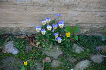 Mauerblümchen von Bernd Fülle