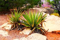 Planzen in der Grand Canyon Wüste by ann-foto