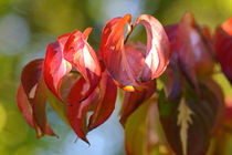 Herbst Pur by Bernhard Kaiser