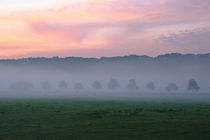 Die Baumreihe im Nebel von Bernhard Kaiser