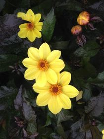 Yellow trio von Ruth Baker