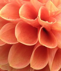 Apricot Dahlias in the rain von Ruth Baker