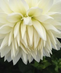 Cream Dahlias by Ruth Baker