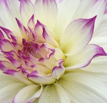 Wedding Dahlias by Ruth Baker