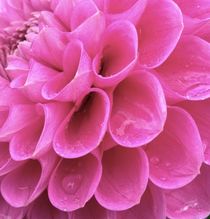 Close up Dahlia by Ruth Baker