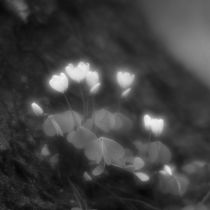 Wood Sorrel (Oxalis) flowers von Alexander Kurlovich