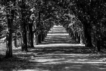 Chestnut Canopy von Malc McHugh