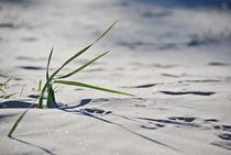 on the beach... 3 by loewenherz-artwork