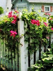 Clematis on Fence von Susan Savad