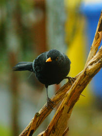 Herr Amsel mit Regentropfen von Sabine Radtke