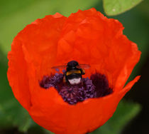 Hummel in roter Mohnblüte by Sabine Radtke