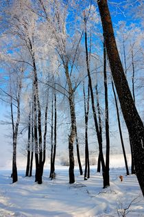 Birch grove in winter by Yuri Hope