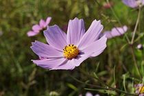 Blumenwiese 10 F von leddermann