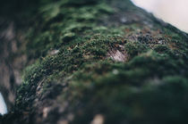 autumn forest von Inna Mosina