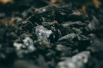 autumn forest by Inna Mosina