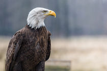 Weißkopfseeadler von Dirk Hoffmann