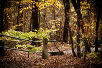 Herbst von Irene Petzwinkler