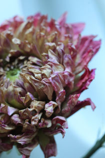 dry flower - two von chrisphoto