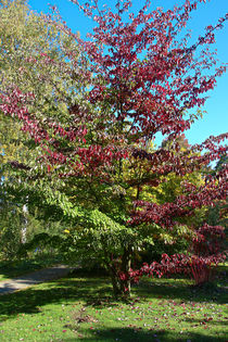 Herbstfarben by Bernhard Kaiser