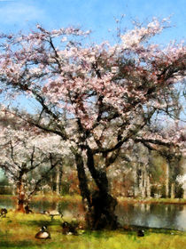 Geese Under Flowering Tree by Susan Savad