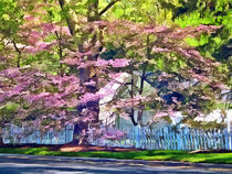 White Picket Fence by Flowering Trees by Susan Savad