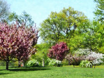 Row of Flowering Trees by Susan Savad