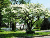 Street With Dogwood by Susan Savad