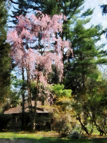 Weeping Cherry von Susan Savad