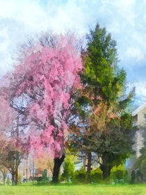 Spring - Weeping Cherry and Evergreen von Susan Savad