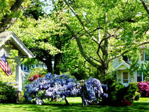 Wisteria on Lawn by Susan Savad