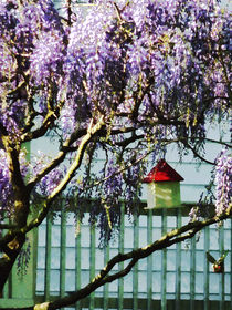 Wisteria and Birdhouse by Susan Savad