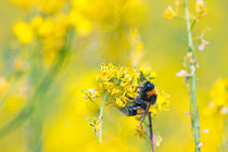 Bee Happy in Yellow by Vicki Field