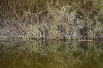 Zen creek and bamboos von Angelo DeVal