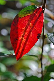 Herbststimmung in Lettland... 2 by loewenherz-artwork