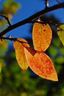 Herbststimmung in Lettland... 1 by loewenherz-artwork