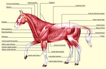 Horse anatomy muscles by William Rossin