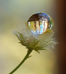 The reflection in the drop. von Yuri Hope