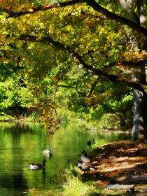 Geese By Pond in Autumn by Susan Savad